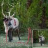 I will create Pet Reindeer Digital Background