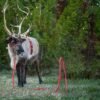 I will create Pet Reindeer Digital Background